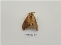 藏品(黃星凹緣天蛾)的圖片